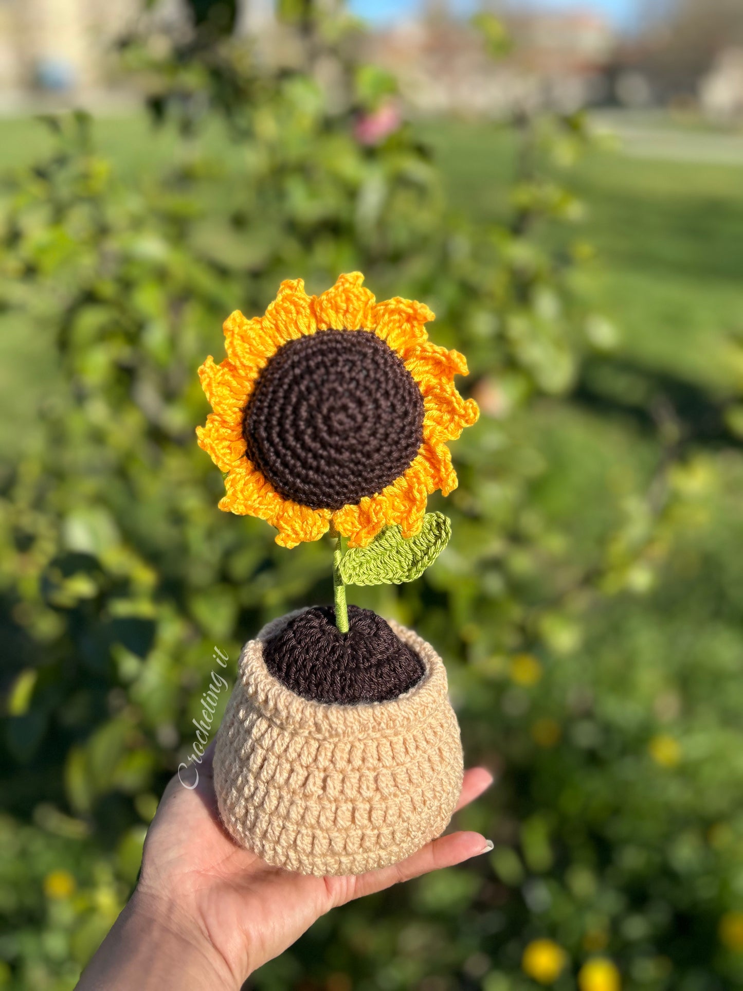 Girasoli in vaso