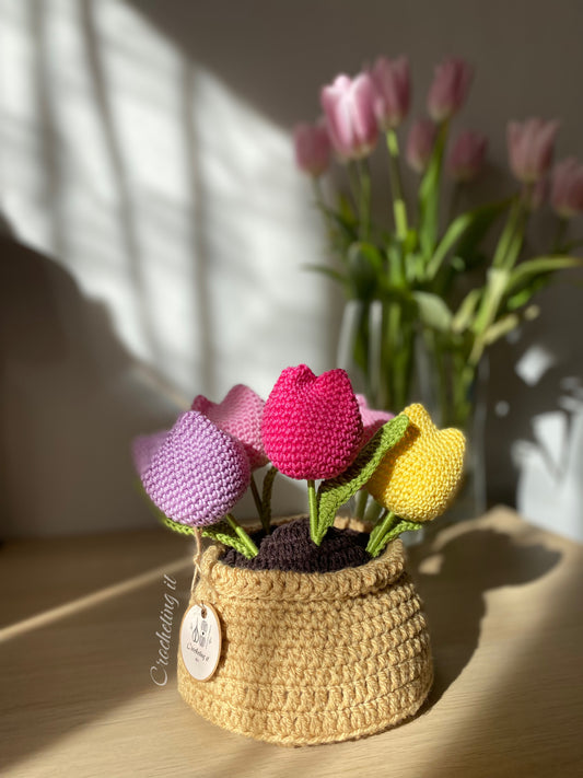 5 Tulipani in vaso multicolore
