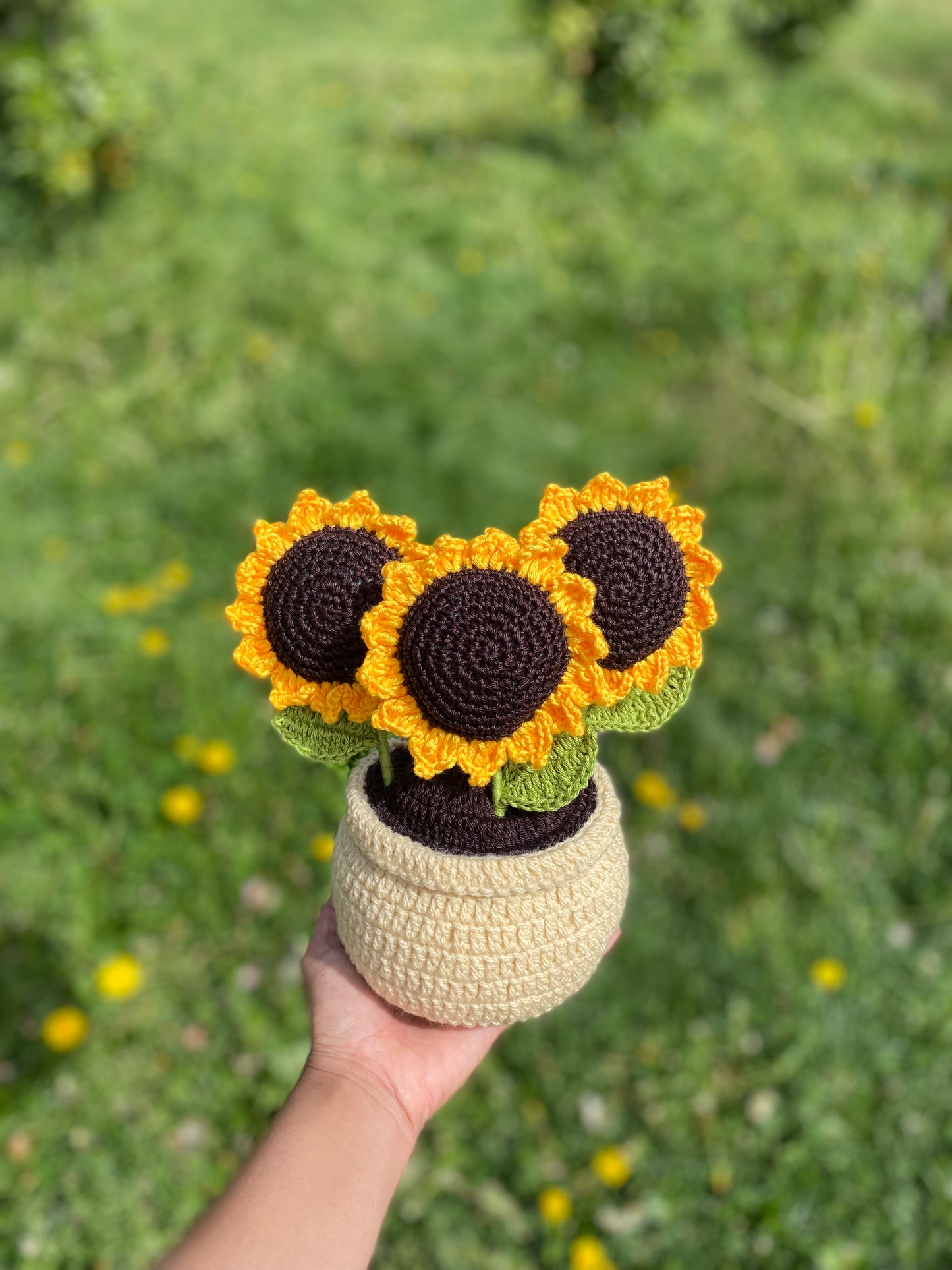 Girasoli in vaso