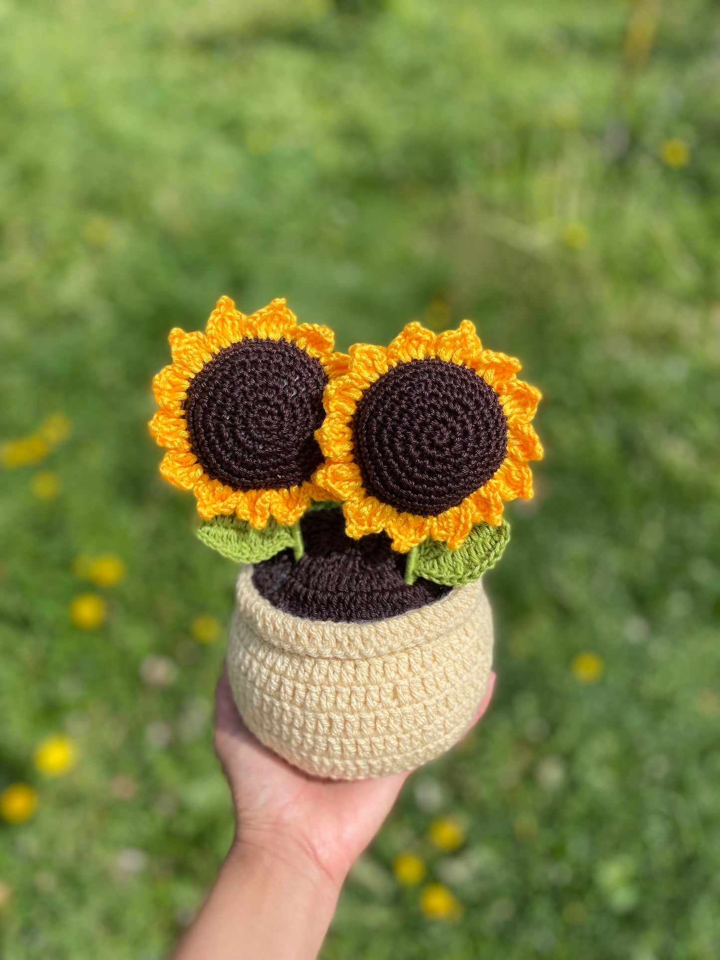 Girasoli in vaso